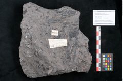 Foto (Objekt + Etikett) von Casuarinites cretaceus Ettingshausen (NHMW-GEO-2024-0188-10216)